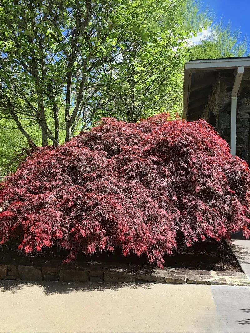 Tamukeyama Japanese Maple